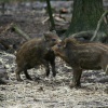 New Forest Otter, Owl and Wildlife Park