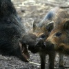 New Forest Otter, Owl and Wildlife Park