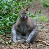New Forest Otter, Owl and Wildlife Park