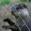 New Forest Otter, Owl and Wildlife Park