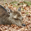 New Forest Otter, Owl and Wildlife Park