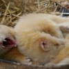 New Forest Otter, Owl and Wildlife Park