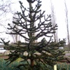 Monkey Puzzle Tree at Thrigby Hall, Filby, Norfolk