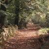 Autumn in the Woods, Hurst Green, Lancashire