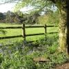 Woodland Glade at Upton