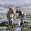 Bait Diggers at Sandbanks, Poole, Dorset