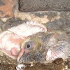 Baby Pigeon