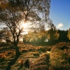 Autumn Sunset, Brocton Coppice