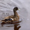Horsey Mere