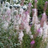 Willow Herb & Echinops