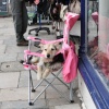 The best seat in Swanage