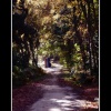 Howell Wood