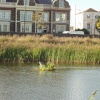 Cardiff Bay Heron