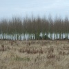 Battram Wood, Battram Village, near Ellistown