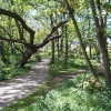 Witchwood - Lytham