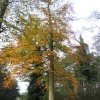 Autumn colours near Faringdon Folly