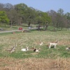 Richmond Park