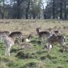 Richmond Park