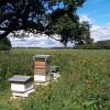 Bee Hives