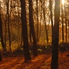 Autumn forest.