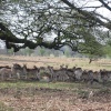 Richmond Park