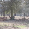 Richmond Park