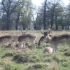 Richmond Park