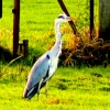 Heron. Taken in the fields of Mossley