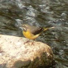 Grey Wagtail, River Tame, Mossley, Greater Manchester