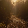 Footpath.