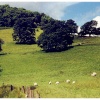 Ullswater sheep