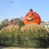 Halloween in Zoo