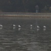 Seagulls at Langold Country Park, Nottinghamshire