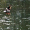 Ducks, Langold Country Park, Nottinghamshire
