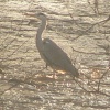 HERON ON THE RIVER TAME GREENFIELD