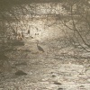 Heron on the River Tame, Greenfield