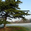 Winter in The Park