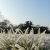 Winter in The Park