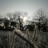 Winter in The Park