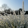 Winter in The Park