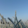 Winter in The Park