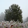 Winter in The Park