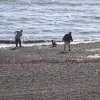 Worthing Beach, Skipping Stones