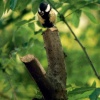 Coal Tit