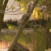 Grey Squirrel, River Tame, Mossley