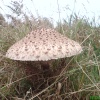 Toadstool