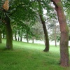 Trees at Rutland Water, Oakham