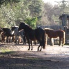 Nomansland - New Forest