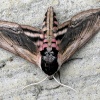 Privet Hawk Moth.