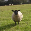 Curious Chipping Campden Resident
